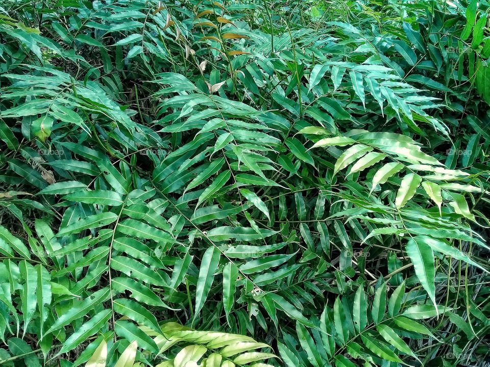 Stenoclena Palustris this weed grows in tropical climates and contains toxins that can inhibit the growth