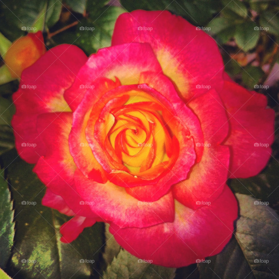 rose by hmsaibhlin