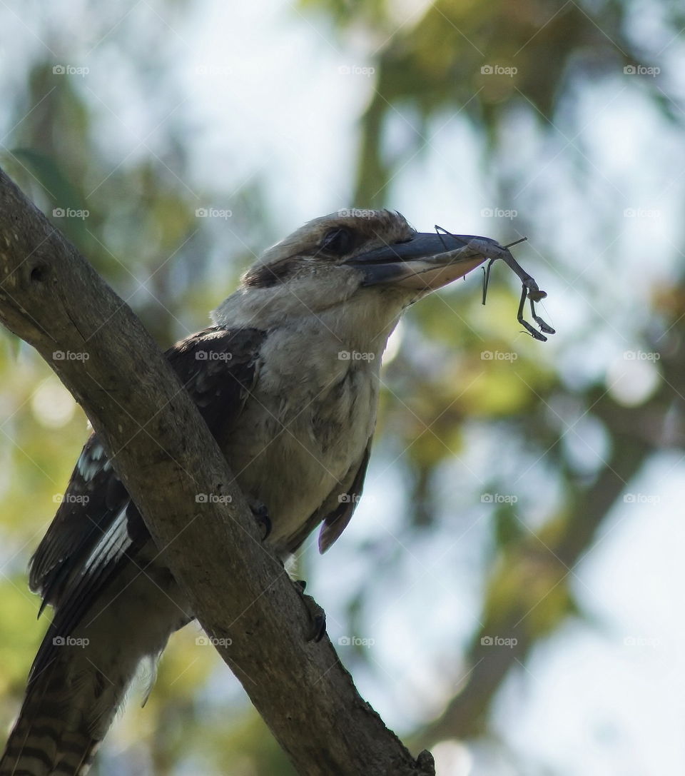 Laughing Kookaburra with a bug for dinner