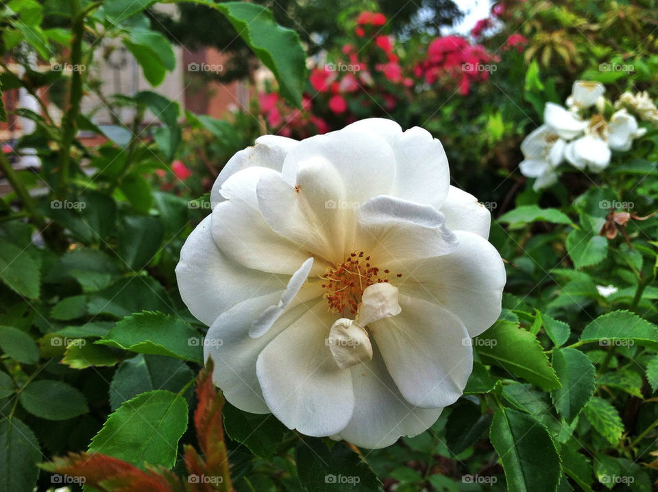 green garden nature flower by delvec
