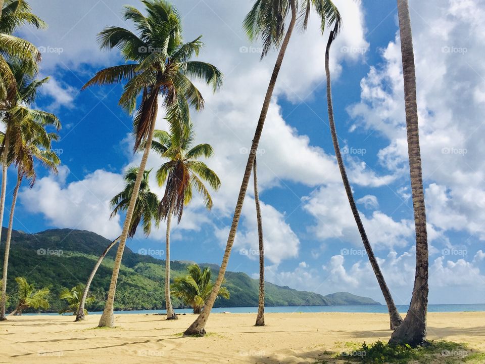 Beach and Palm trees