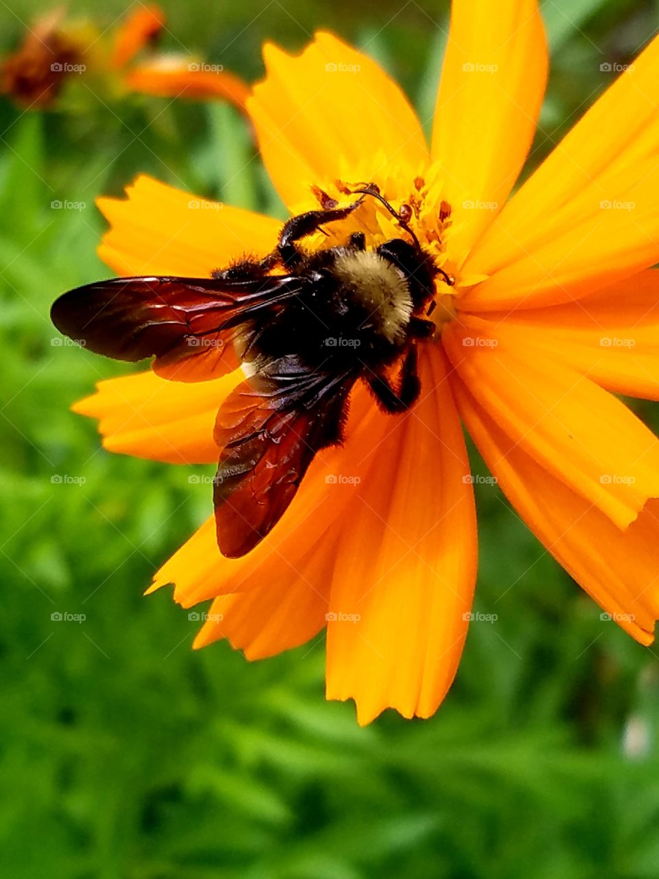 Flower Bee