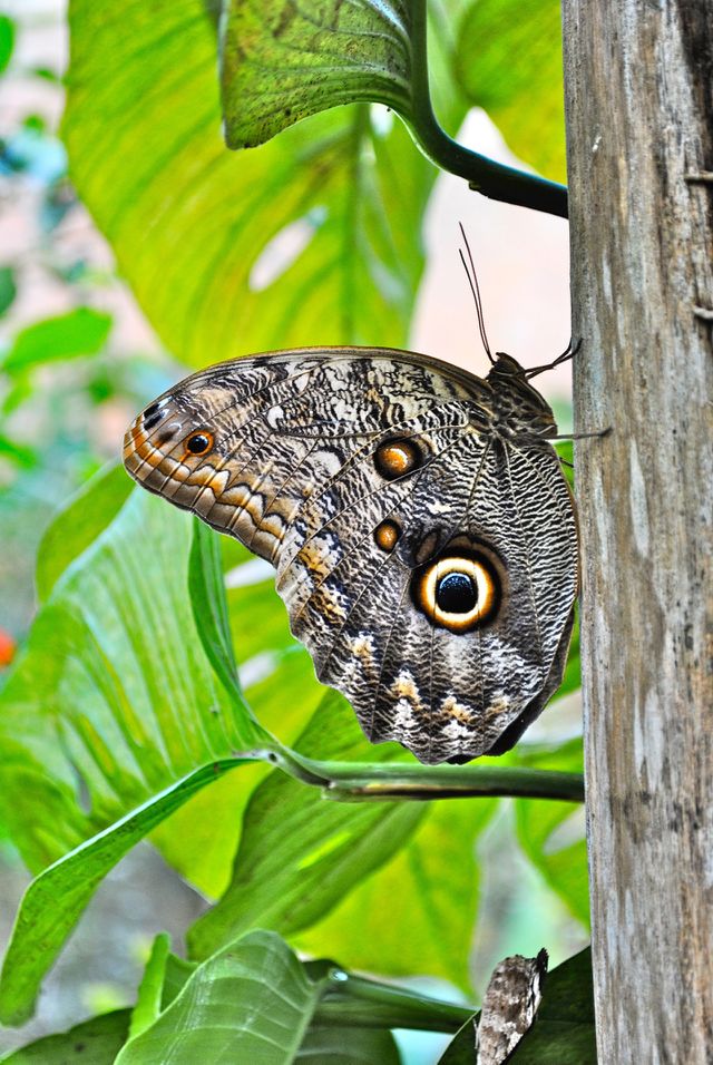 Butterfly 