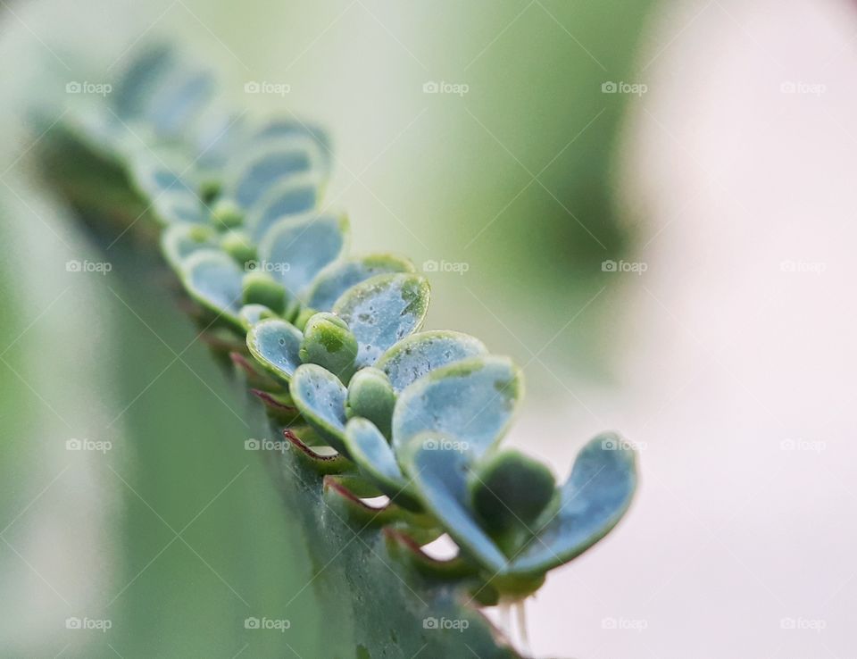 bryophillum pinnatum