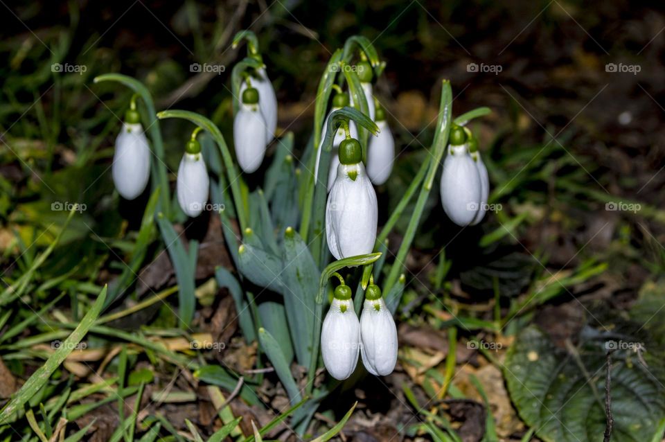 Snowdrops.