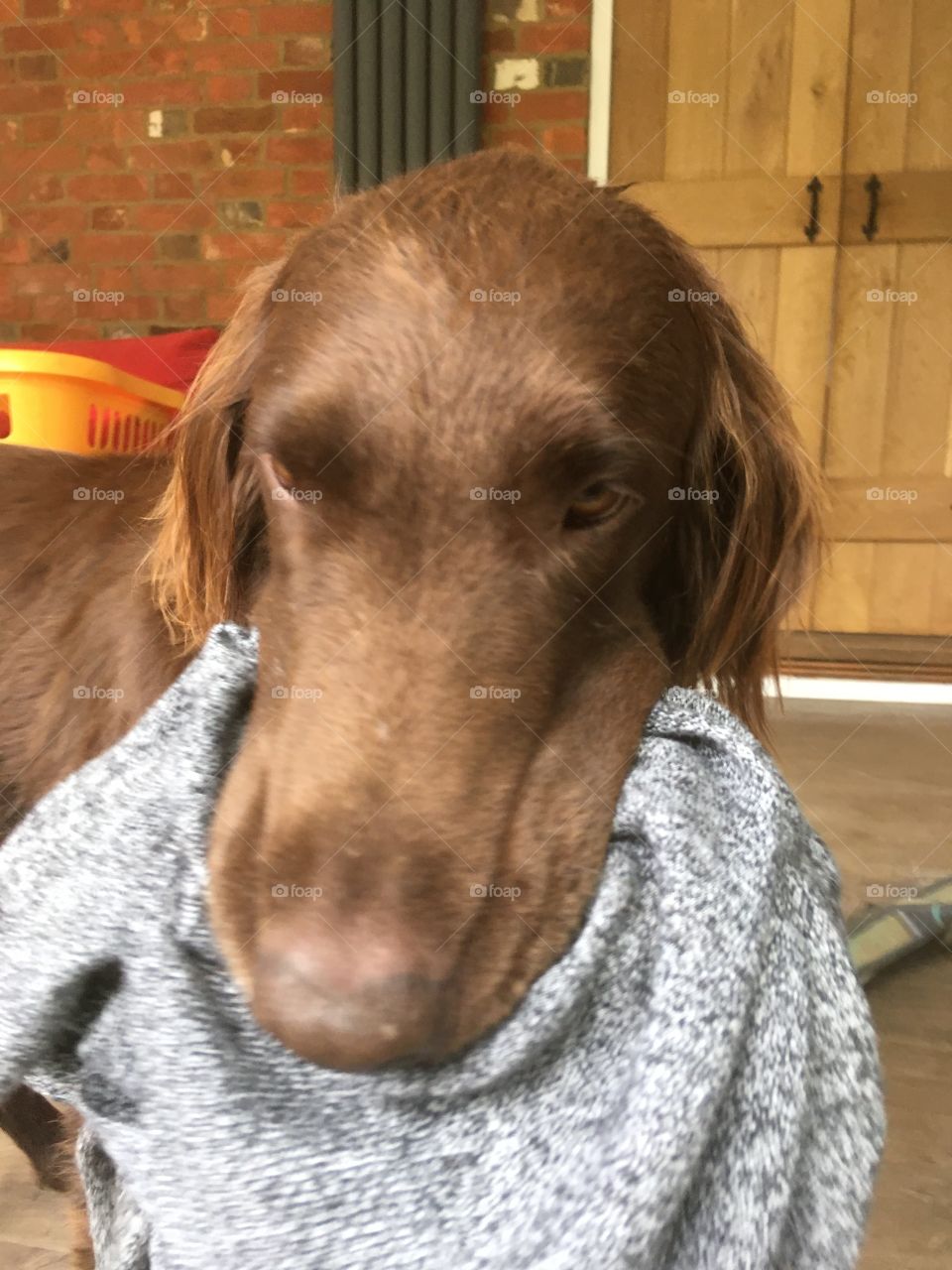 Brown flatcoat retriever is carrying a jumper 