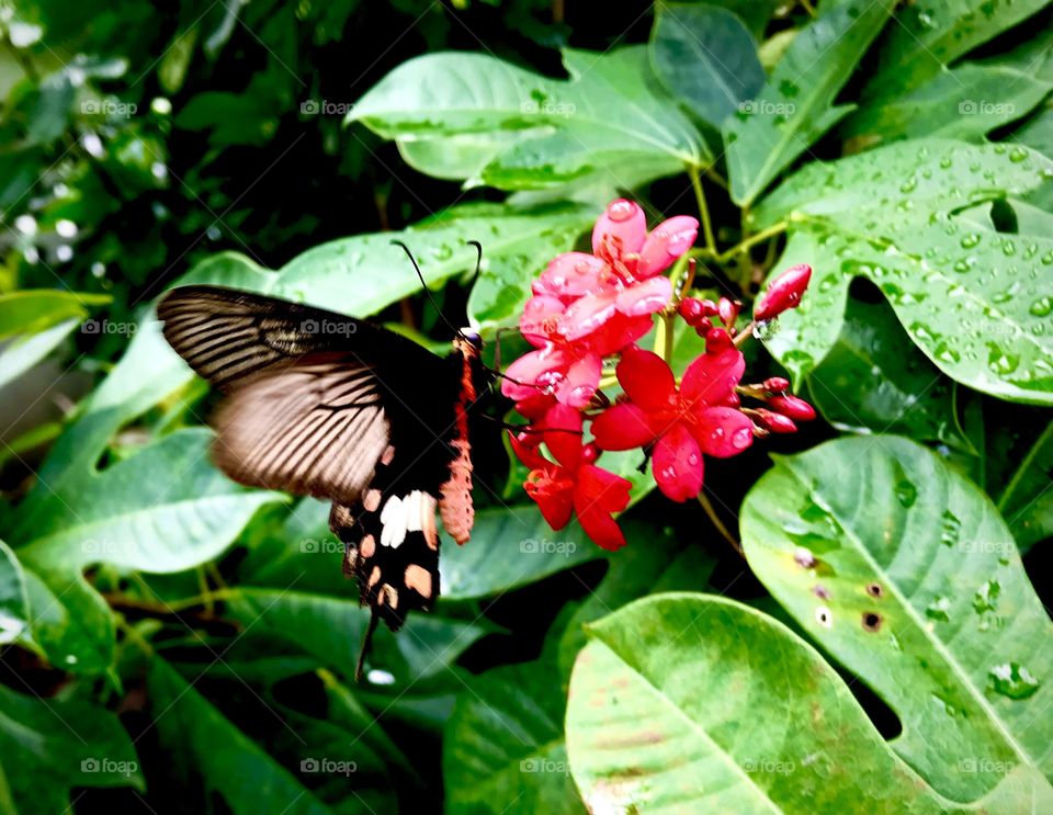 The best moment of catching while a butterfly was flying to red flowers! What a power of red!