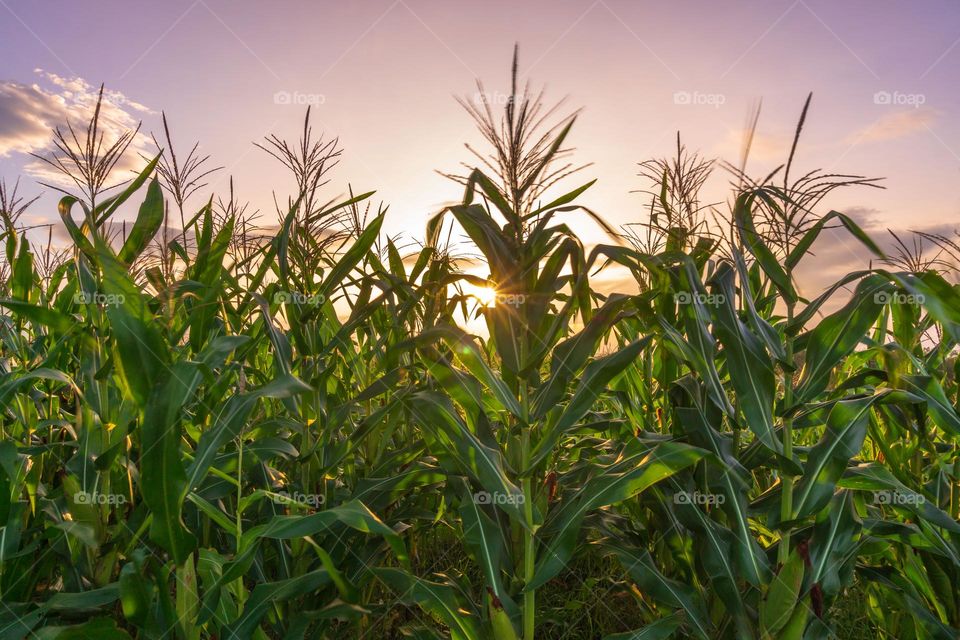 corn fields in the morning