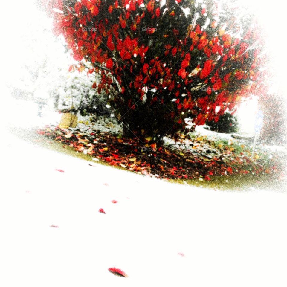 Snow covered autumn bush