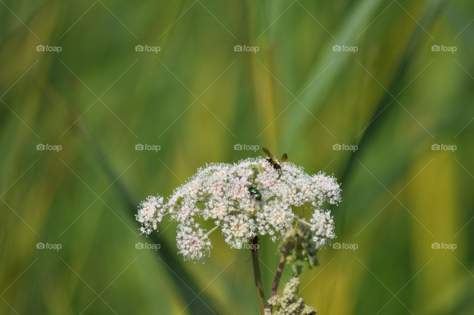 Insects on flower