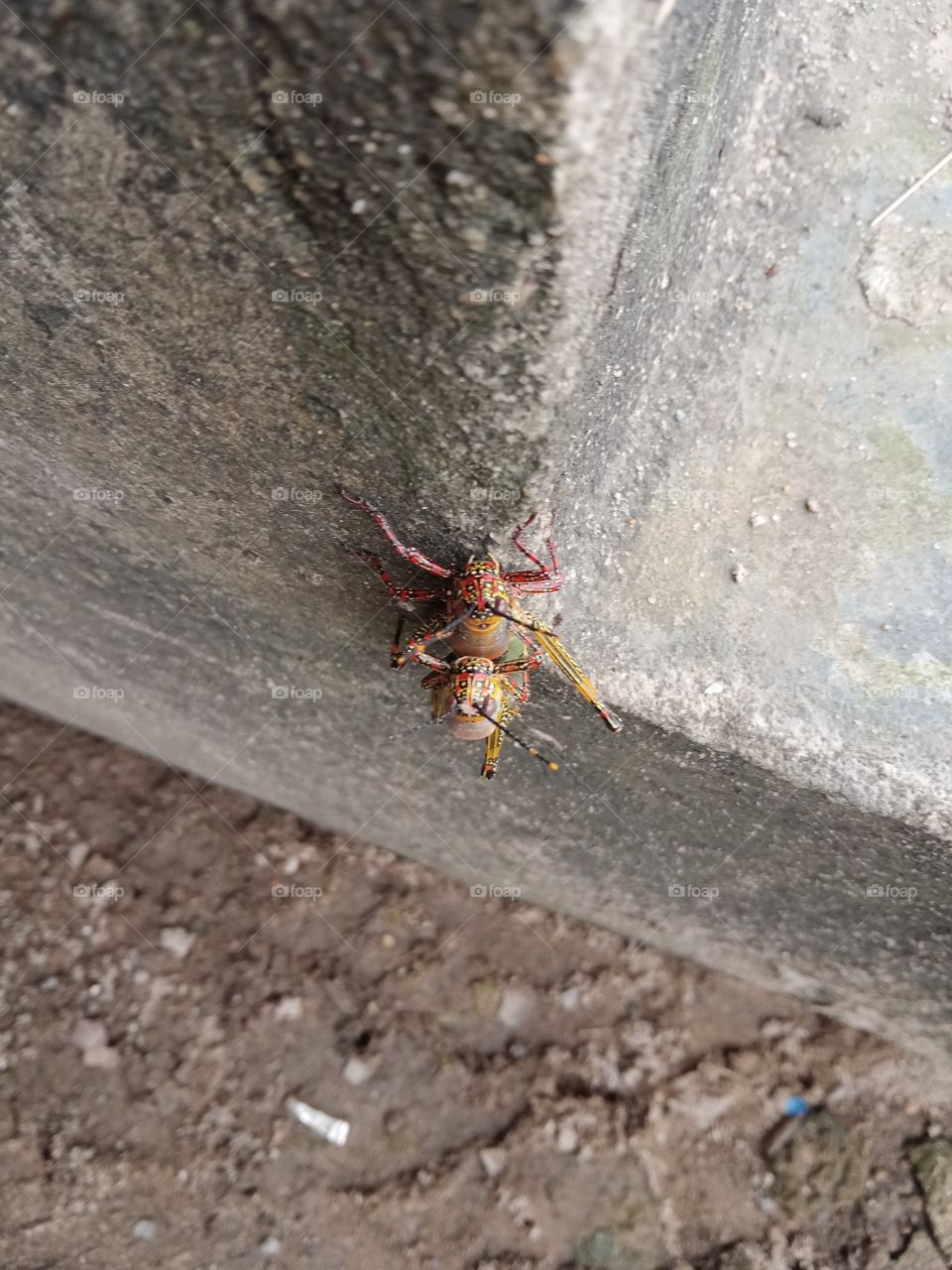 two insect making love