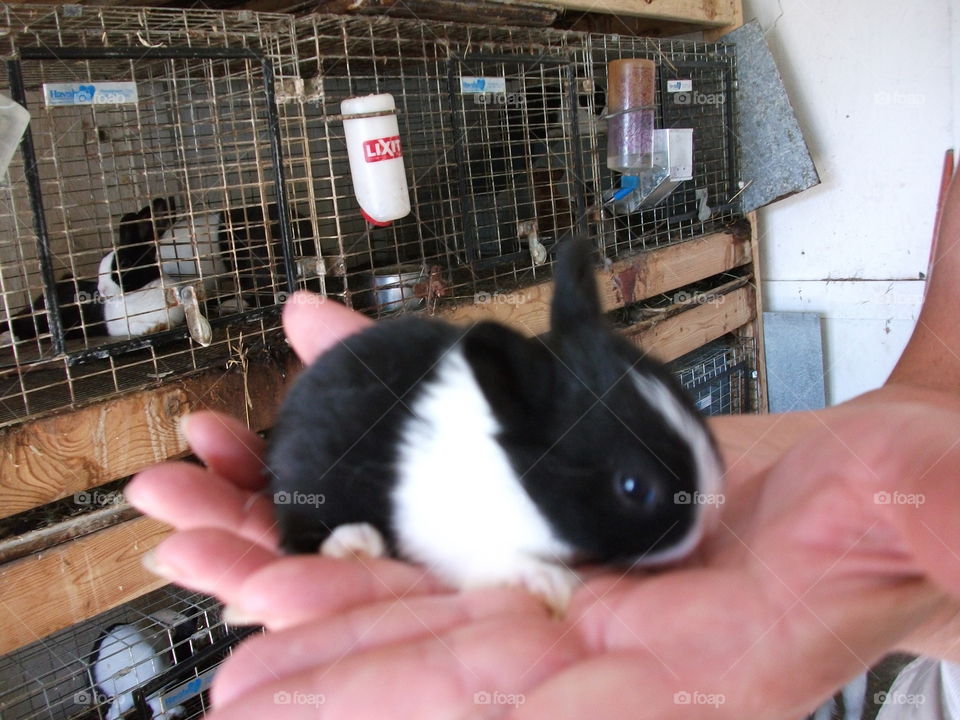 So small, can fit in the palm of your hand, baby bunny
