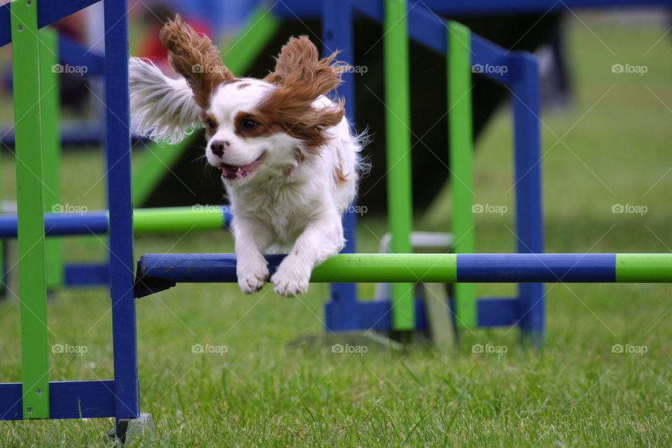 Cavalier King Charles Spaniel Agility