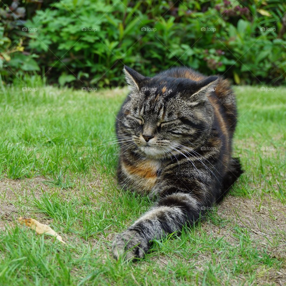 Sunbathing cat