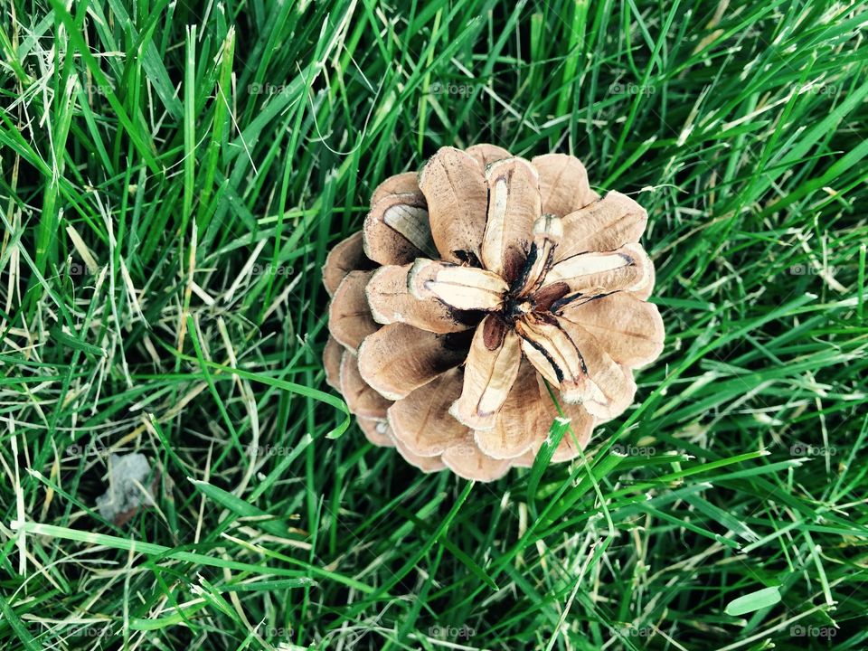 Pine cone