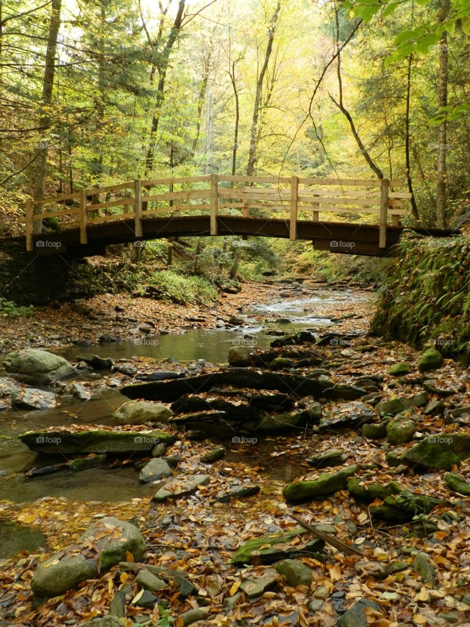 Fall in the Glen. Leaf covered ground and bridge in the autumn