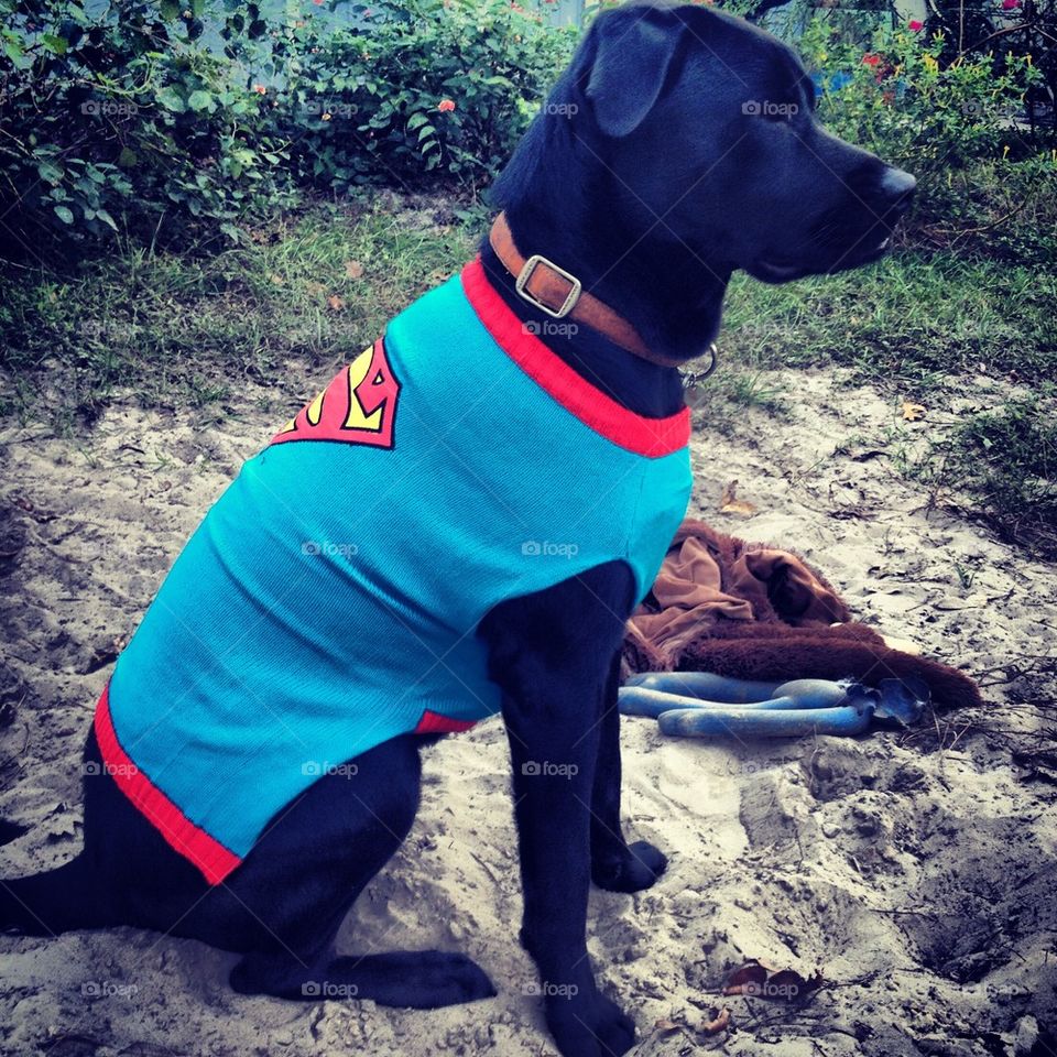 Superdog