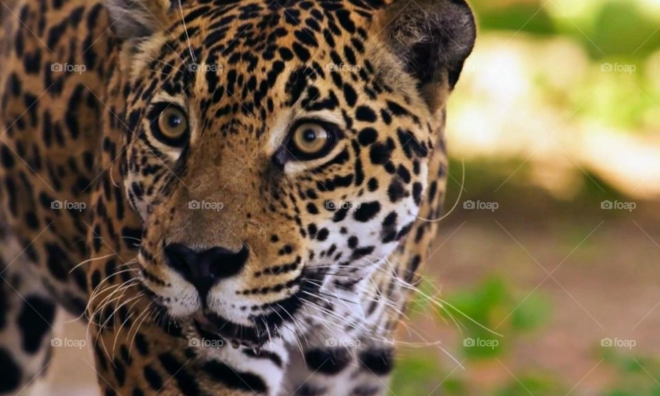 Brasilian Jaguar