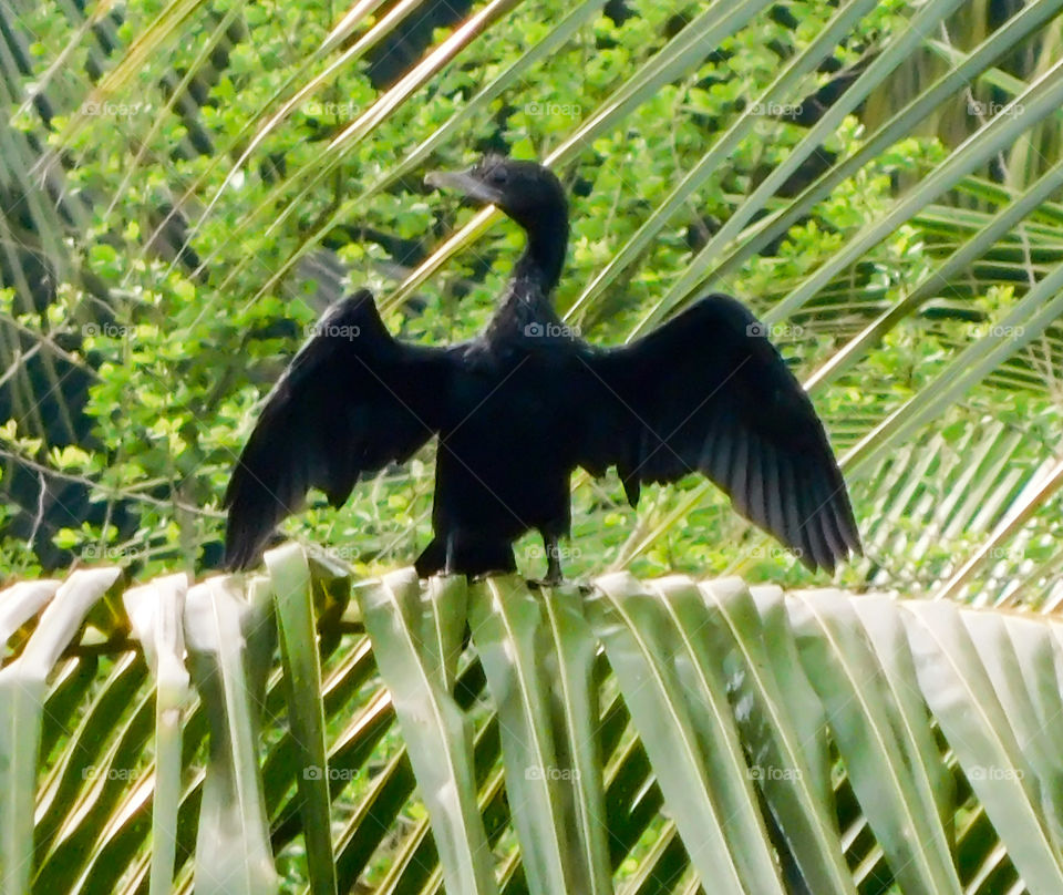 Indian cormorant...prepear for hunting