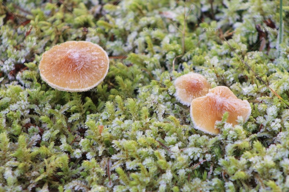 Closeup of 3 brown mushrooms in some frost covered low growing green moss. 