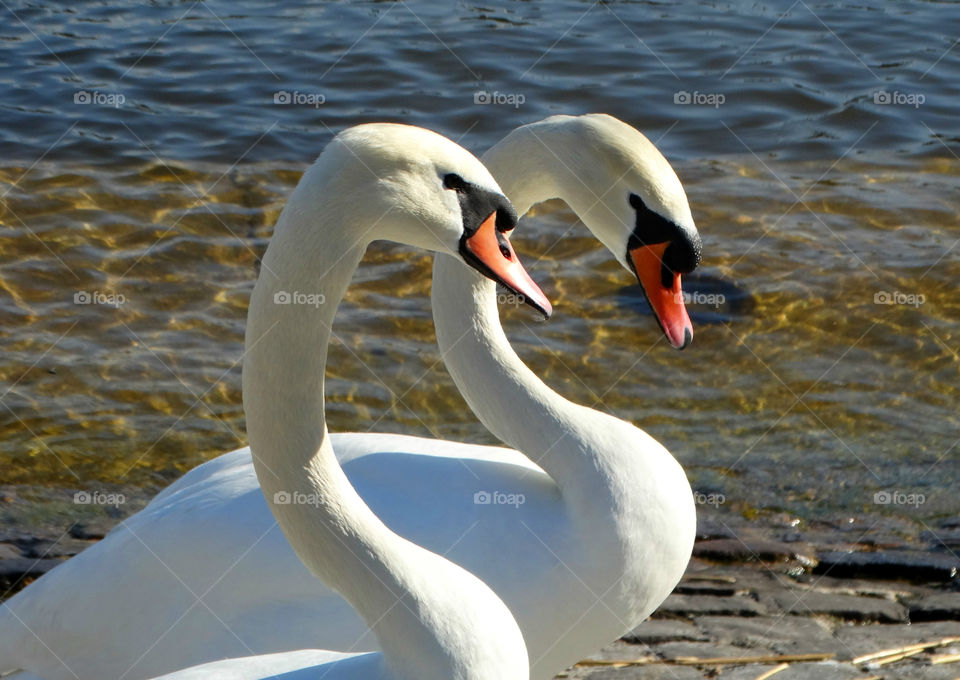 Two swans