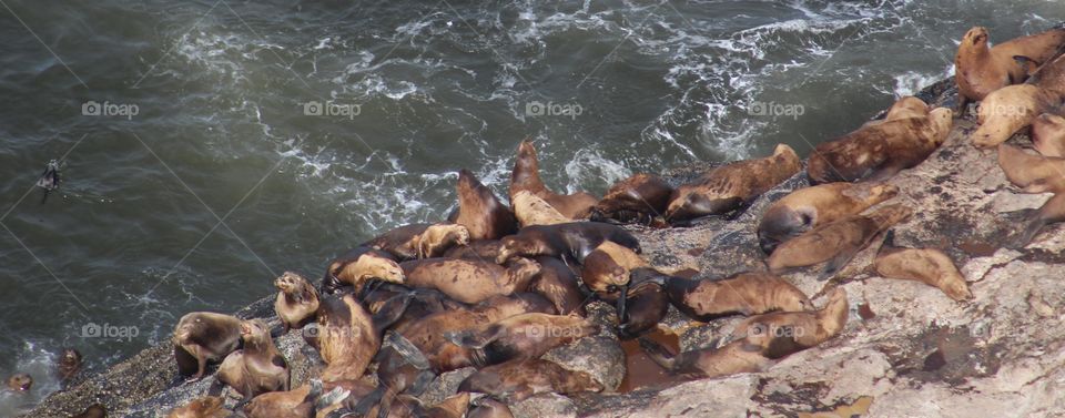 sea lions