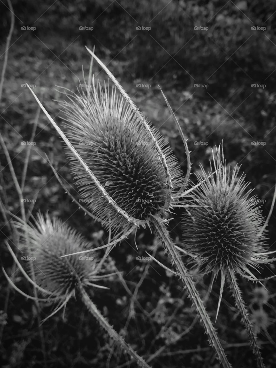 No todas las flores son bonitas por sus petalos.