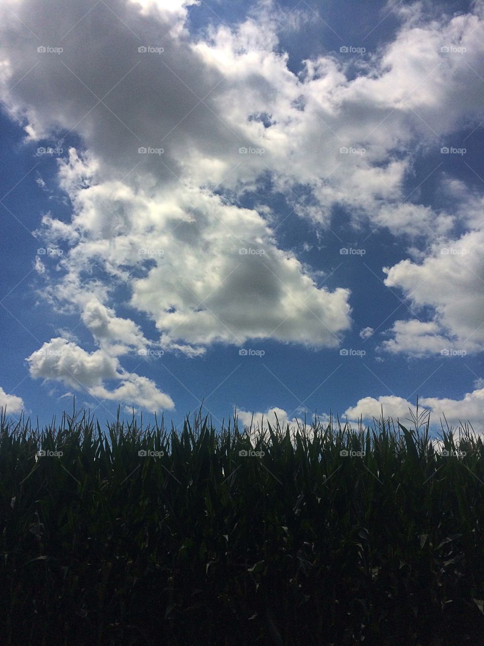 Corn Crop and Clouds