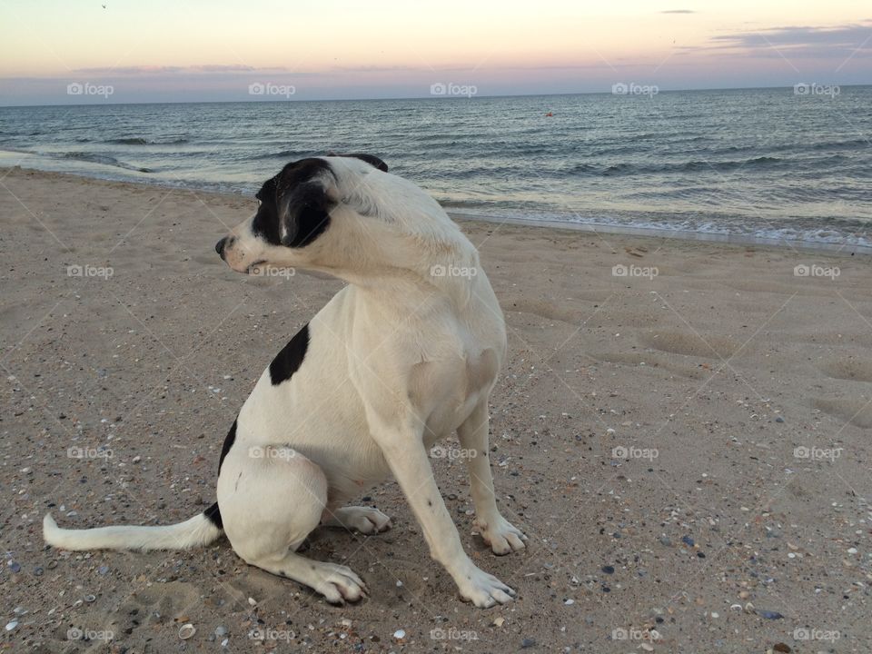 Dog at the sea