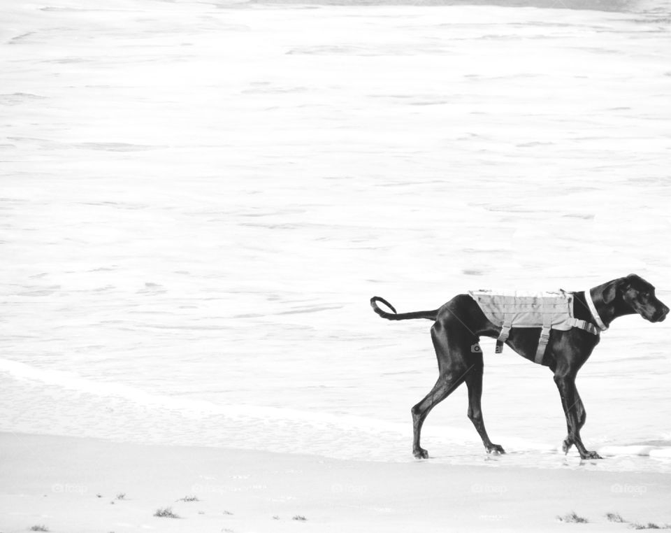 dog and beach in black & white