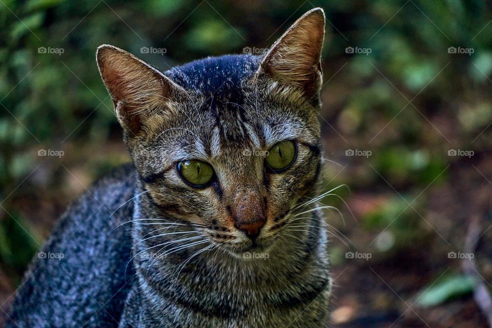 Domestic cat  - Egyptian mau