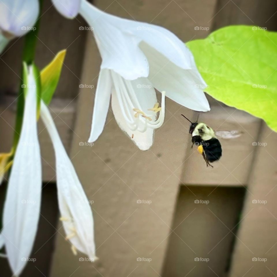 Breakfast for Bumble