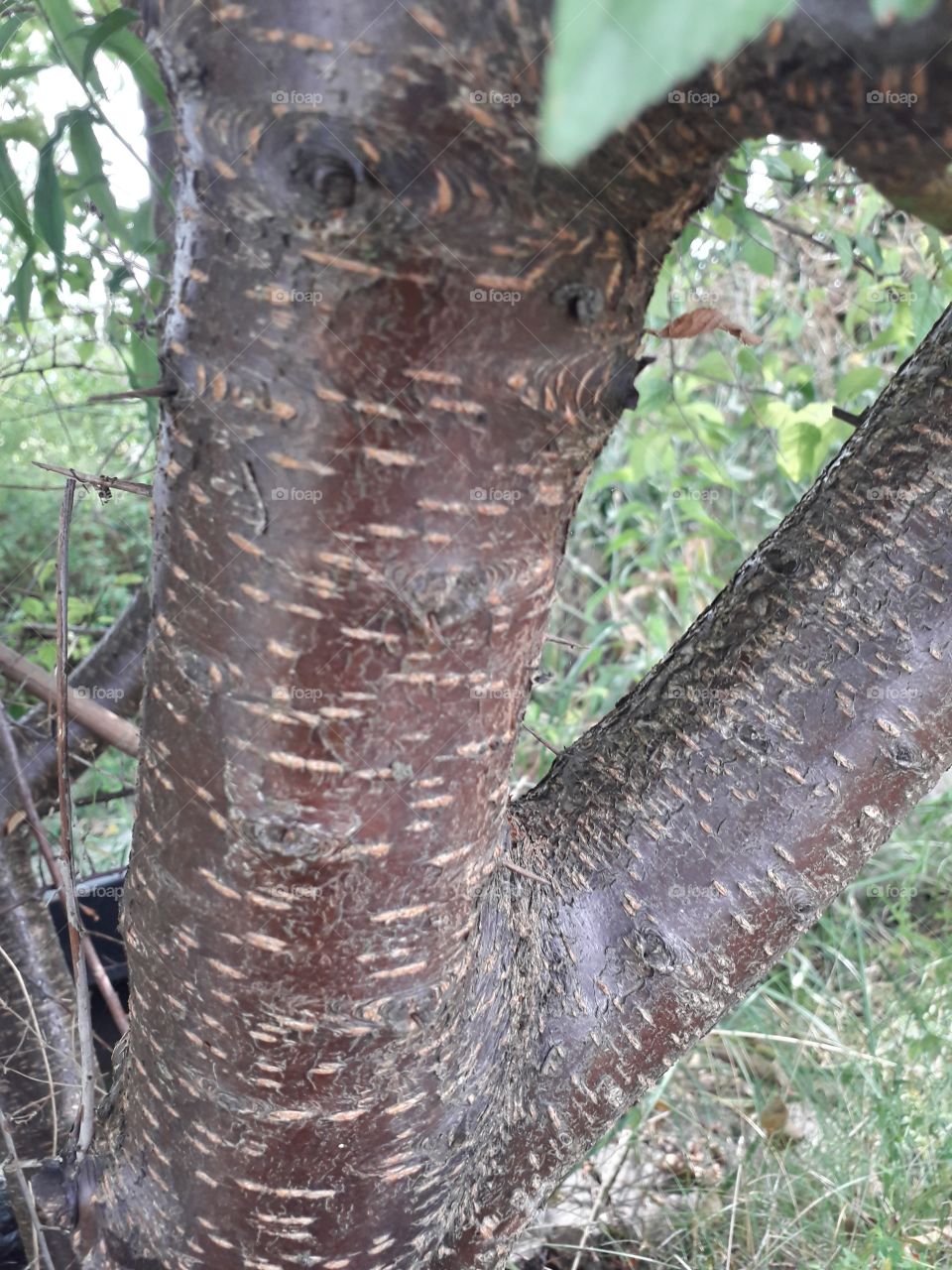 Cherry plum bark