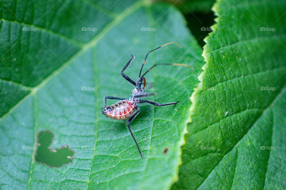 Assassin Bug Nymph on a Leaf Macro Close Up