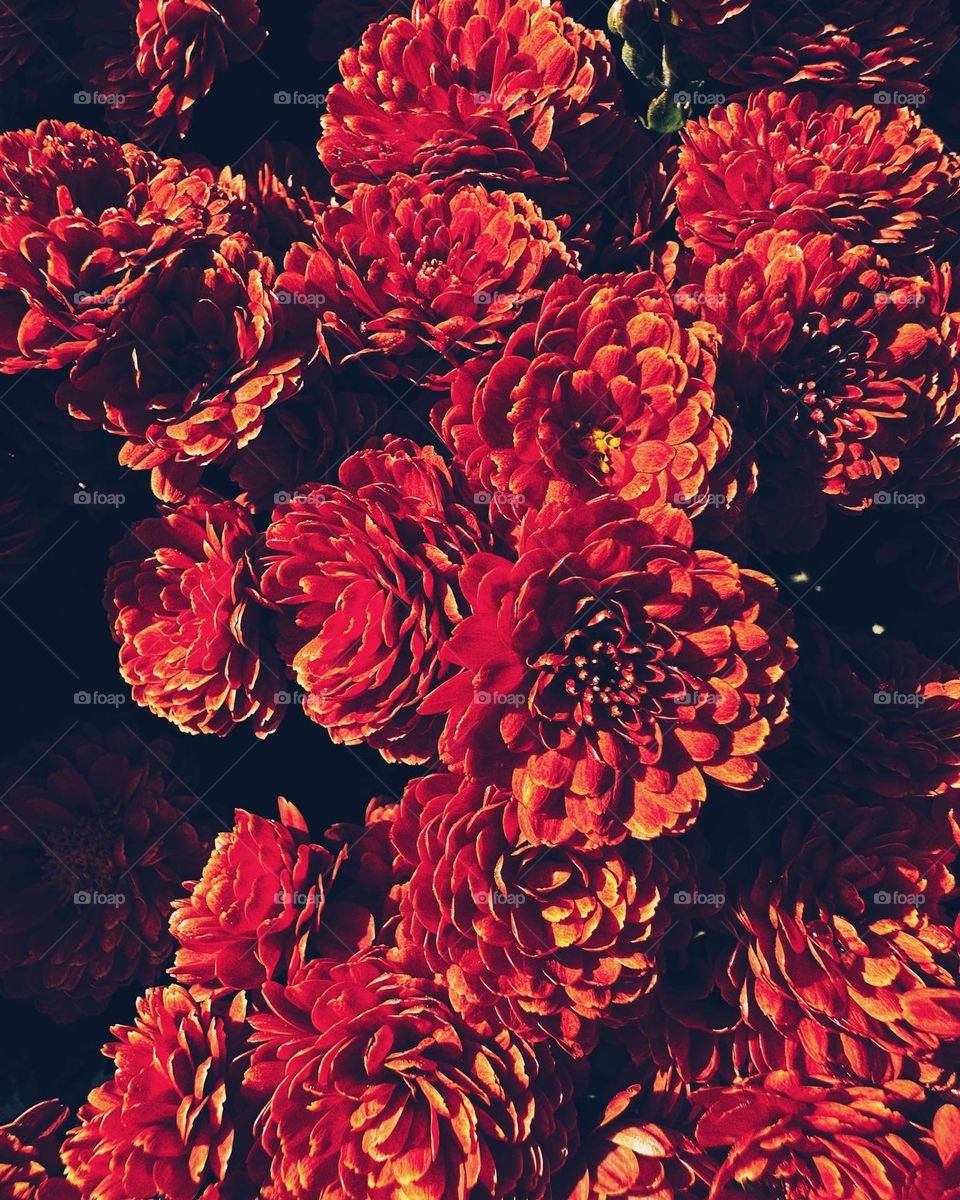 A red and orange hued chrysanthemum sitting in all its beauty.