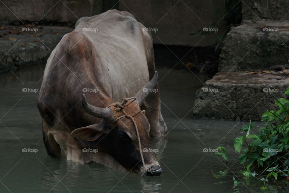 Bull Drinking Water