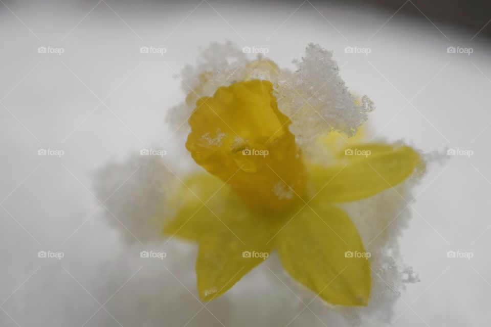 Frozen Daffodil