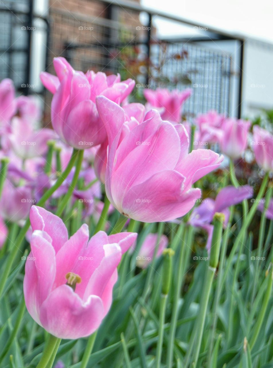 Tulips in the Pink