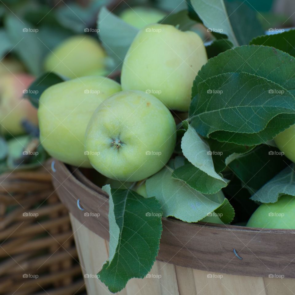 Green Apples in a Basket. Green apples in a basket at The Farmers Market in Tucson, a
Arizona 