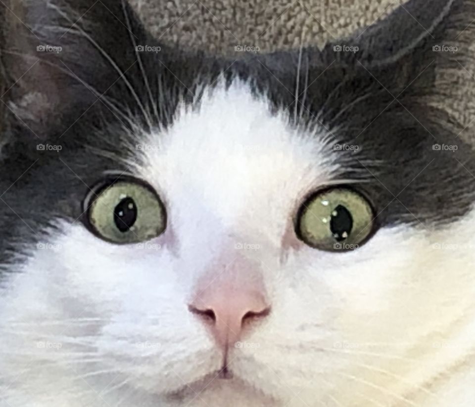 Through The Eyes Of A Cat