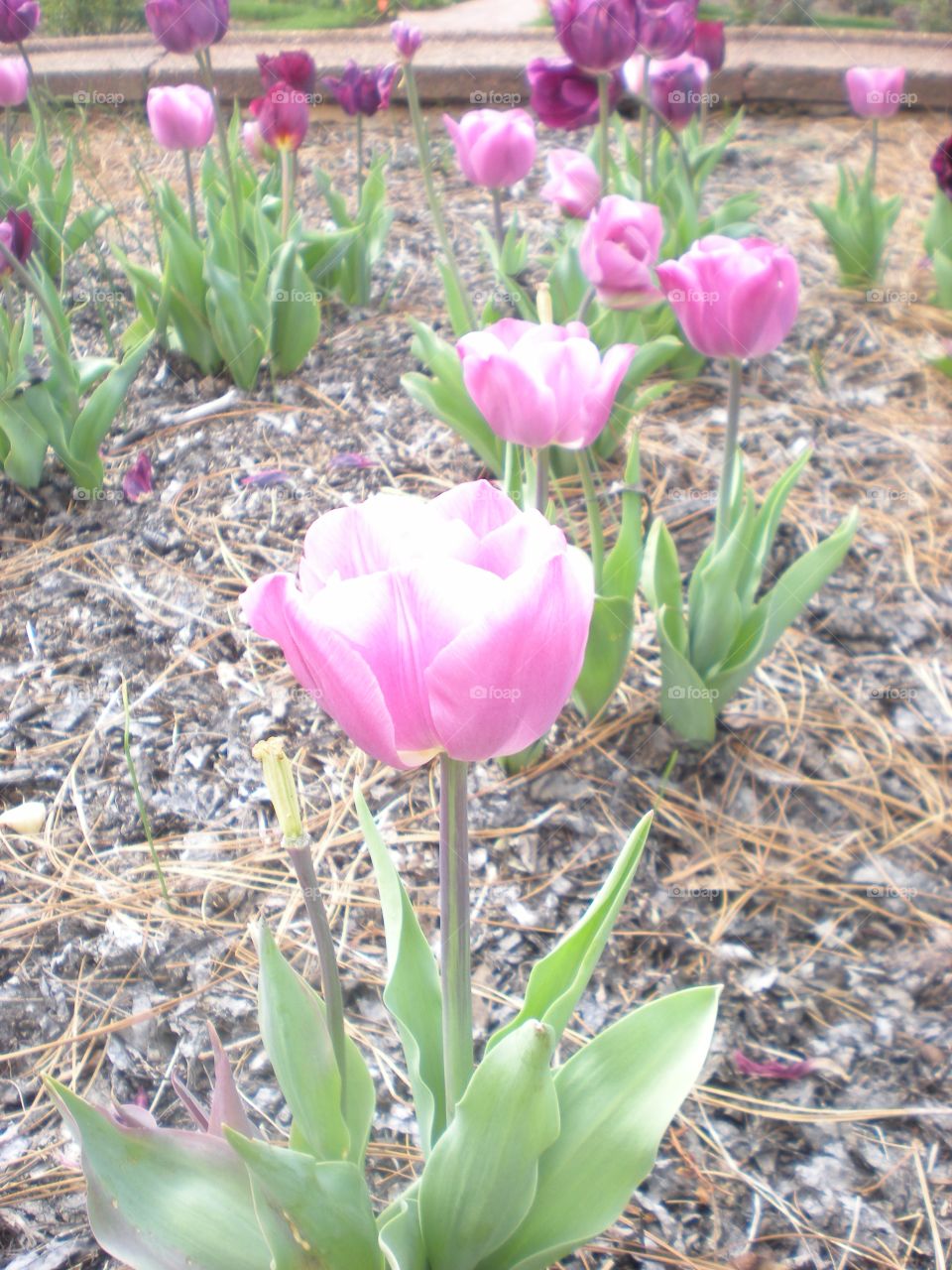 purple tulip . Biltmore Estate gardens 