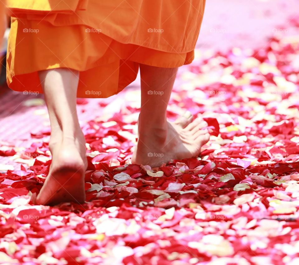 Close-up of monk legs walking on flower petals