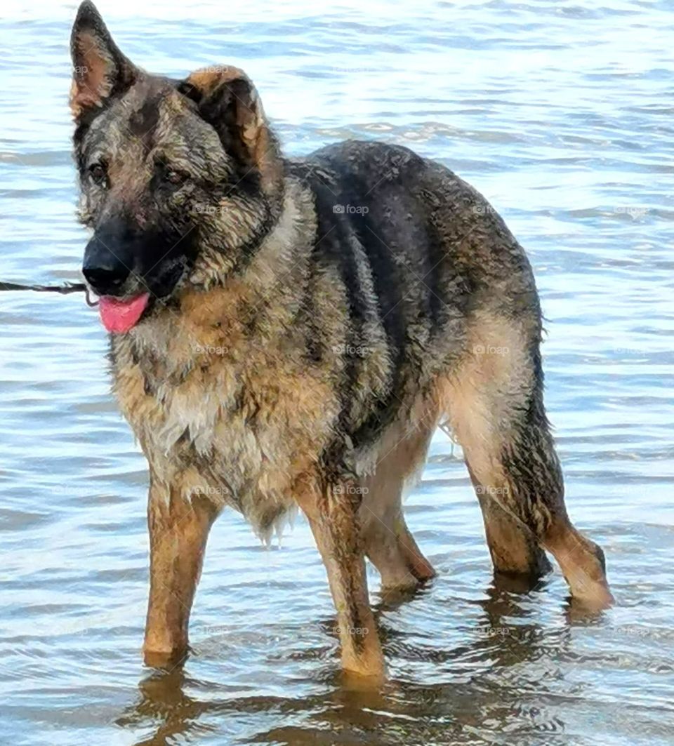 dog in water