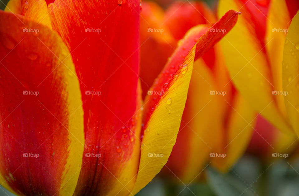 Tulip and water droplets 