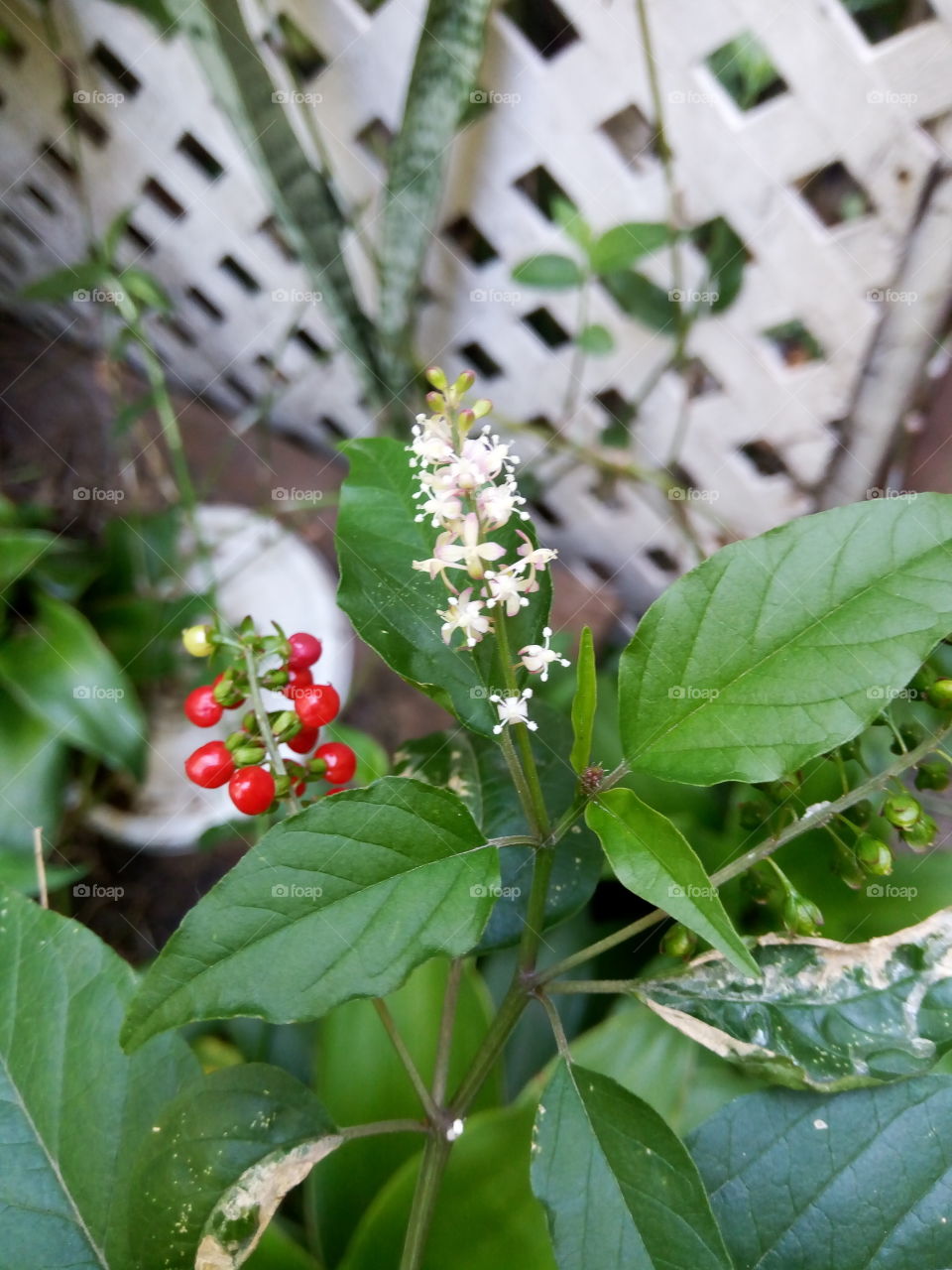 Leaf, Nature, No Person, Flora, Garden