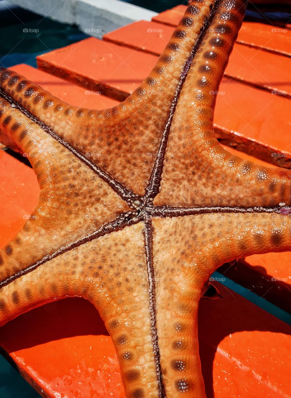 orange starfish