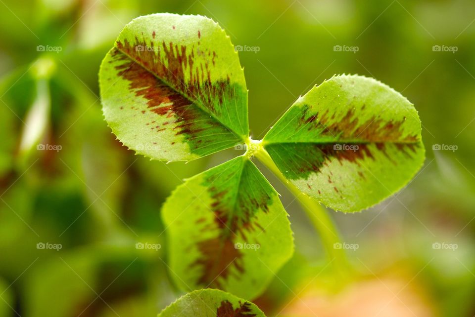 Close-up of clover leaf