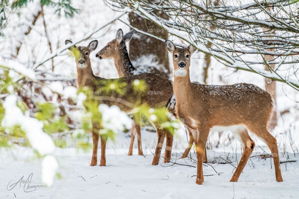 White Tailed Deer on a snowy day in Wisconsin