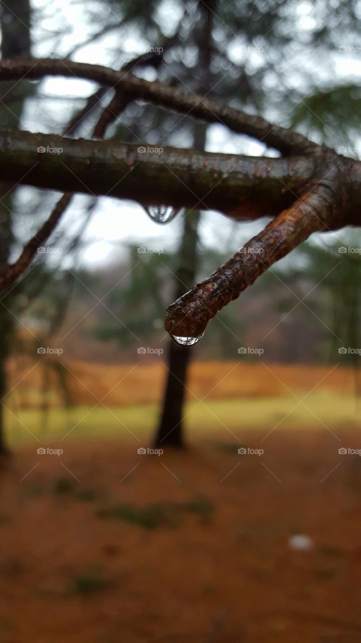 raindrops on the branch