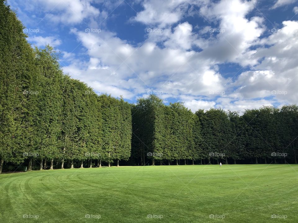 Green trees and grass in the park, white clouds on blue sky